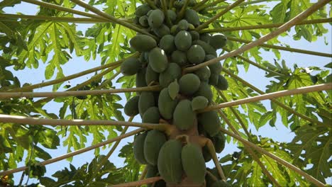 Hermoso-árbol-De-Papaya-Iluminado-Por-El-Sol-Con-Muchas-Frutas-Verdes-Y-Un-Cielo-Azul-En-El-Fondo---Cerrar