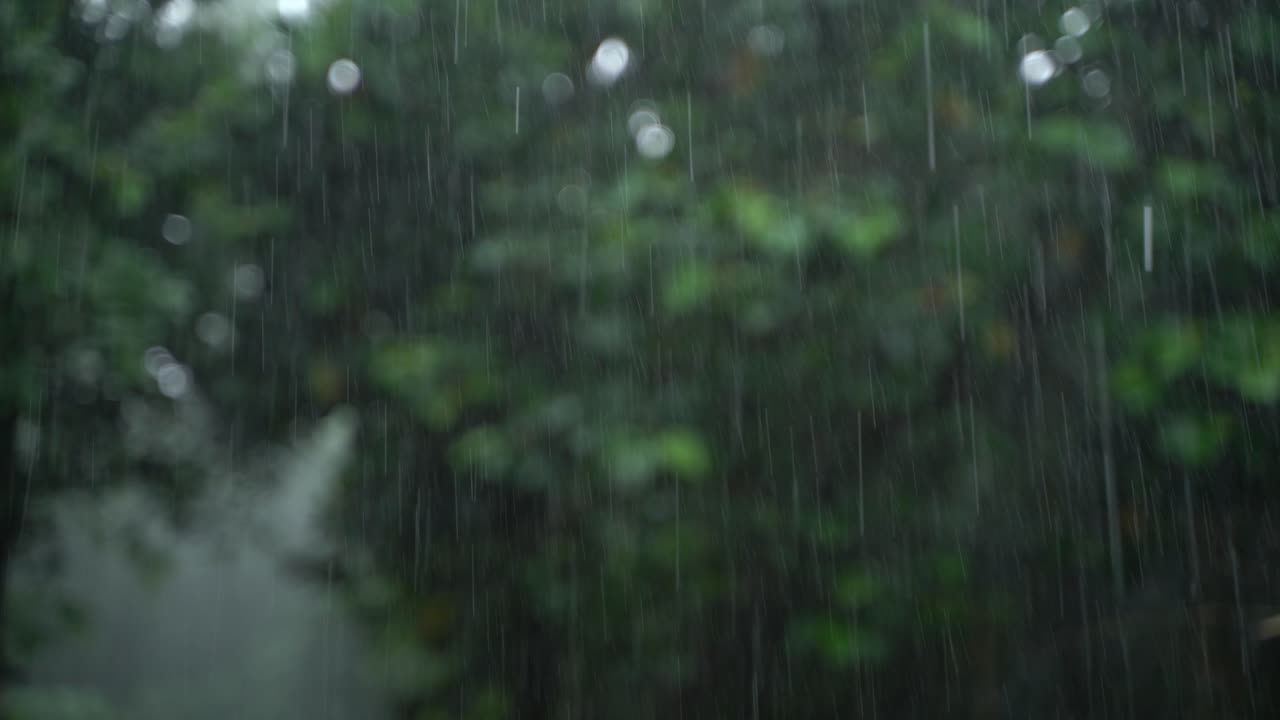 It is raining in the forest