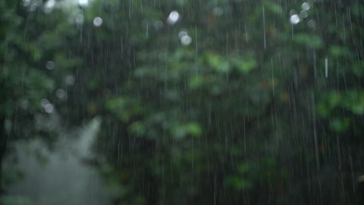 It is raining in the forest