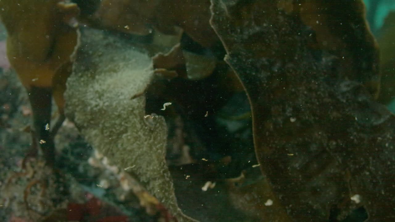 Macro shrimps in a reef in deep waters in the pacific northwest in Canada.