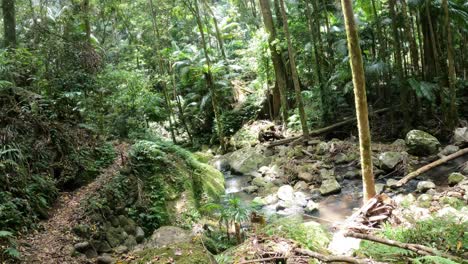 a serene walk through lush jungle paths