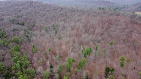 Viajando-Sobre-Las-Copas-De-Los-árboles-Del-Bosque-En-La-Vista-Aérea-De-La-Temporada-De-Invierno