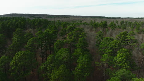 Trees-With-Lush-Green-Foliage-In-The-Forest