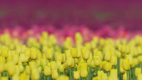 yellow, pink and purple tulip flowers on field, close rack focus shot