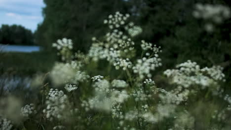 white flowers by the river