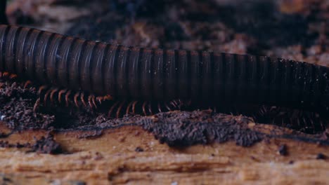 El-Cuerpo-Central-Del-Milpiés-Cuando-Camina-Bien-Muestra-La-Estructura-De-Dos-Patas-Del-Insecto