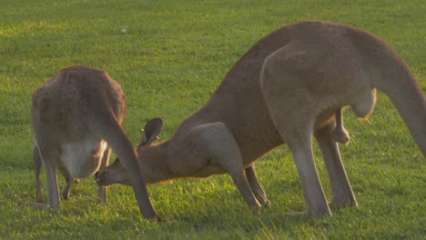 Buck-Smelling-The-Urine-Of-A-Female-Kangaroo-Urinating-In-The-Field-While-Eating-Grass---A-Pair-Of-Eastern-Grey-Kangaroo---Gold-Coast,-QLD,-Australia