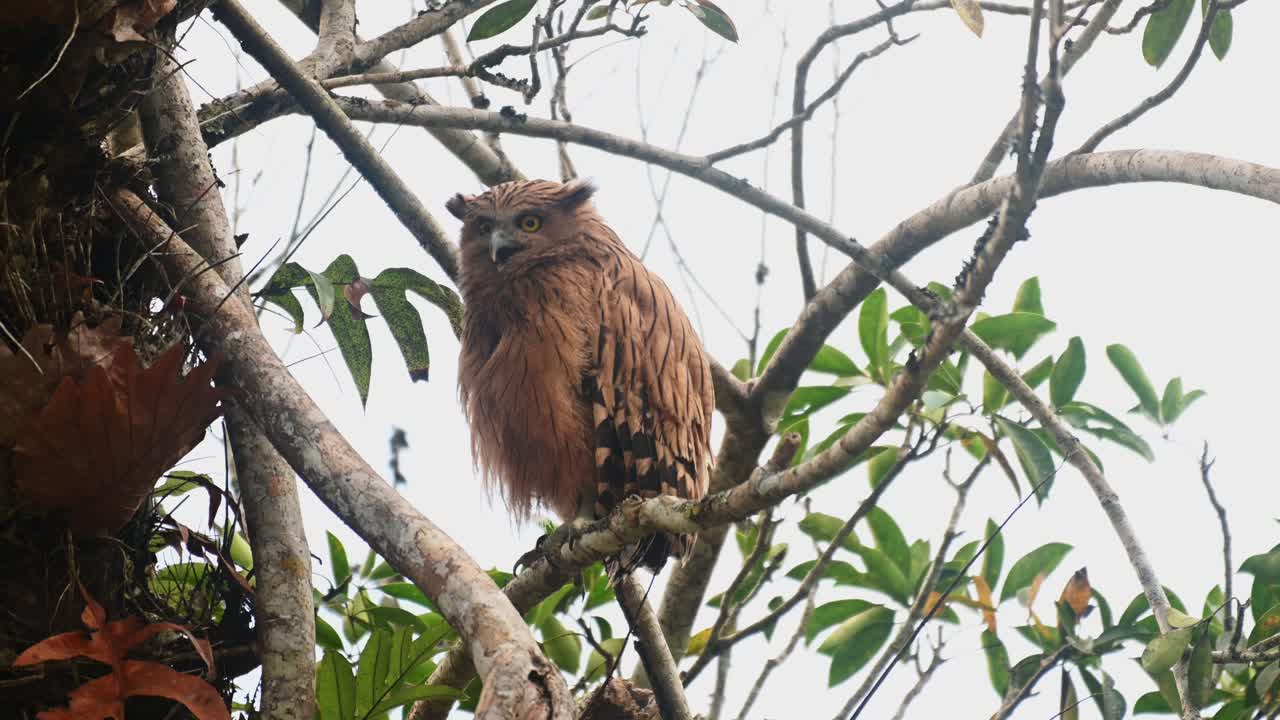 mirando hacia abajo y abriendo la boca hacia el césped luego mira directamente hacia la cámara, buffy fish owl ketupa ketupu, fledgling y madre, tailandia