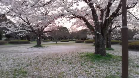 a serene blossom scene: tranquil cherry trees adorned with pink petals, framing a peaceful park landscape at dusk, capturing nature's seasonal beauty and harmony