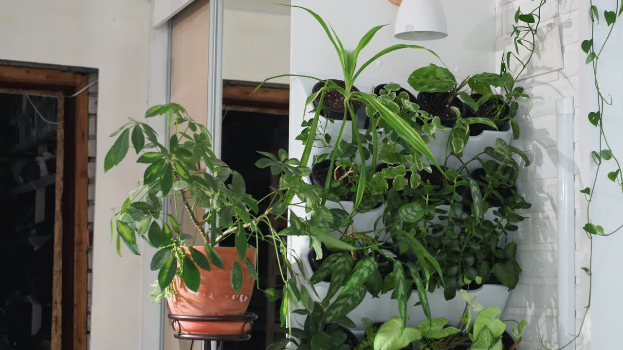Indoor winter scene with lush green houseplants thriving in vertical wall planter and clay pot on stand, soft sunlight filtering through frosted windows onto vibrant foliage creating botanical oasis