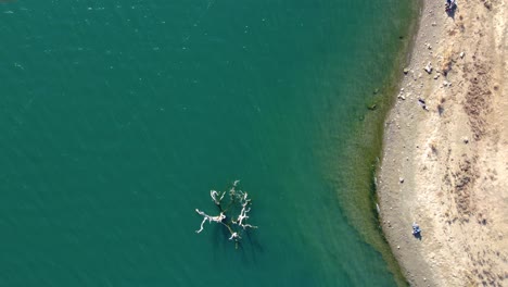 Traveling drone footage following a river shore from above, teal blue water and clean sandy shore