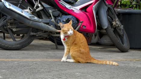 Street-cat-in-South-East-Asia-sitting-on-ground-in-front-of-bike