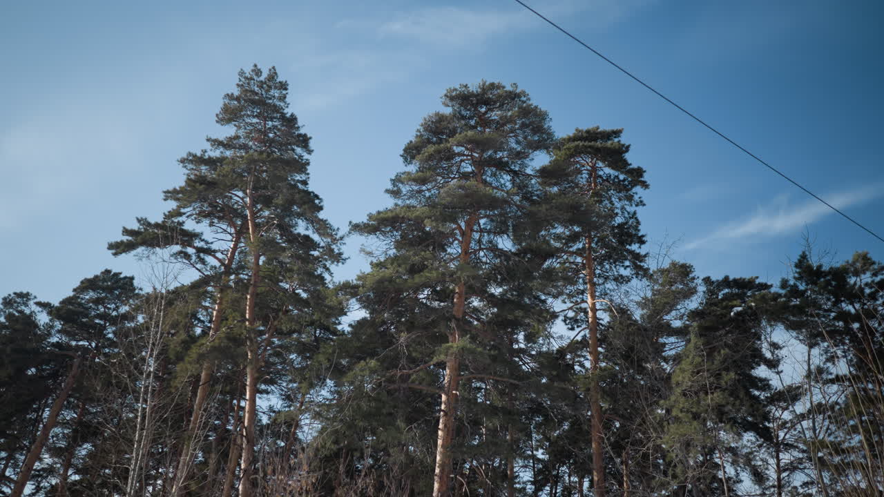 tall winter pine trees rise beside transit stop under clear blue sky, single electric wire cutting diagonally overhead, quiet roadside forest edge mood, cold light, subtle motion