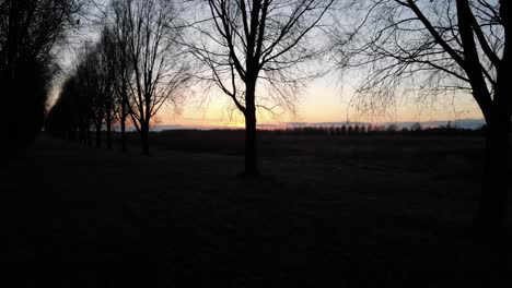 silueta de árboles desnudos en el bosque al atardecer en invierno