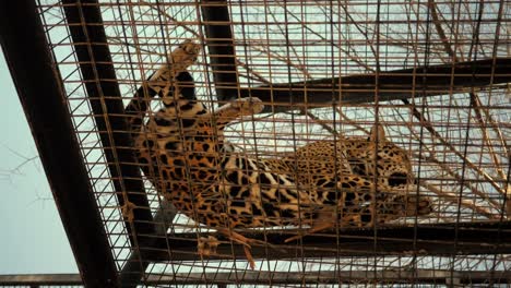 A-jaguar-grooming-itself-and-lounging-in-a-cage