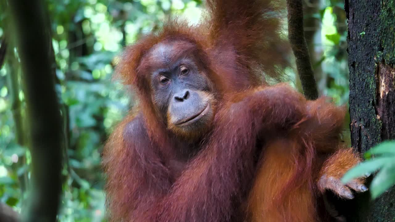 Experience heartwarming stock footage of an orangutan mother and her baby in the vibrant Sumatran jungle. Witness their close bond and playful interactions as they navigate the lush canopy together.