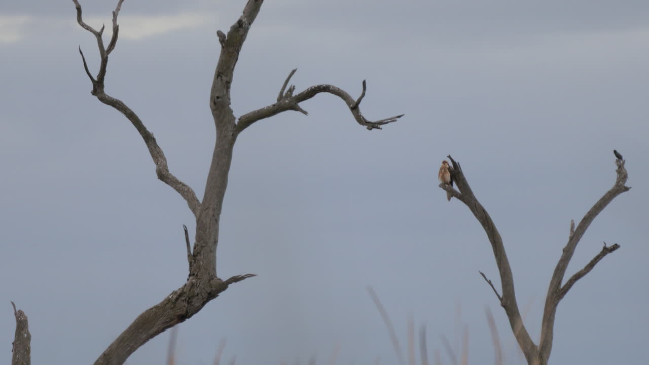 aguilucho lagunero posado en el pantano de kow