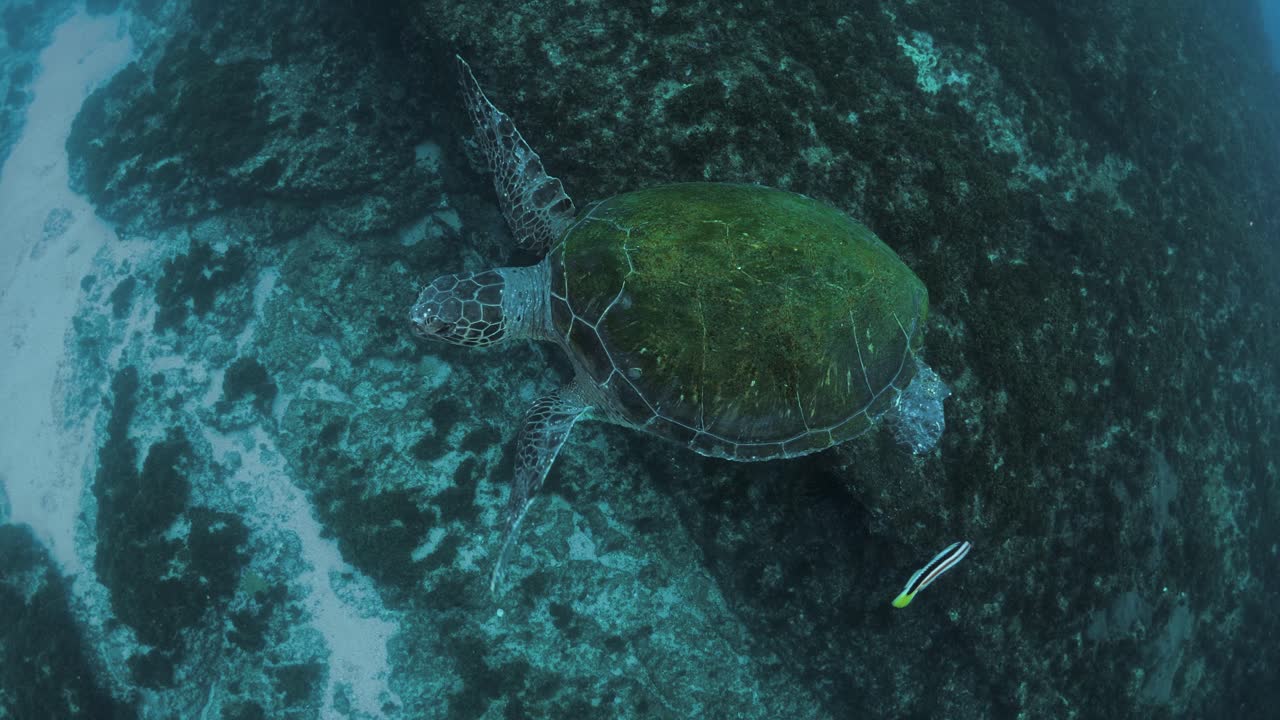 친근한 녹색 바다 거북이 스쿠버 다이버를 맞이하기 전에 바다에 쉽게 떠 있습니다.