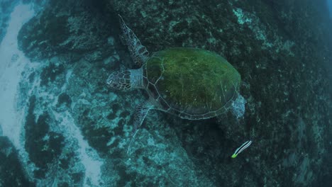 Una-Amigable-Tortuga-Verde-Gira-Flotando-Sin-Esfuerzo-En-El-Océano-Antes-De-Saludar-A-Un-Buzo-Arriba