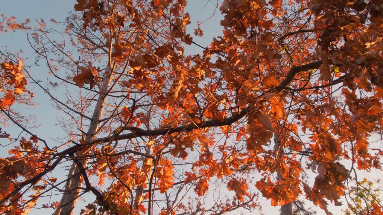 숲 속 나무에 있는 노란 단풍잎 풍경