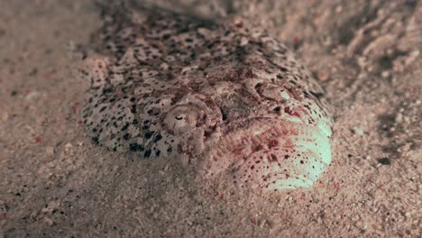 Close-up-of-Stargazer-buried-in-sand-for-camouflage-at-night