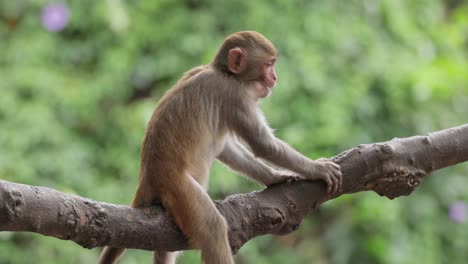 los macacos constituyen un género (macaca) de monos gregarios. los macacos se encuentran en una variedad de hábitats en todo el continente asiático y son altamente adaptables.