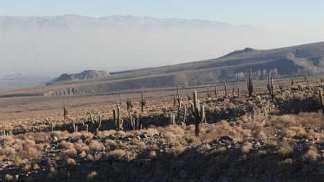 numerous cacti spread across a lowland area with the majestic andes mountains in the background