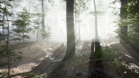 rays-of-sunlight-falling-into-a-misty-forest