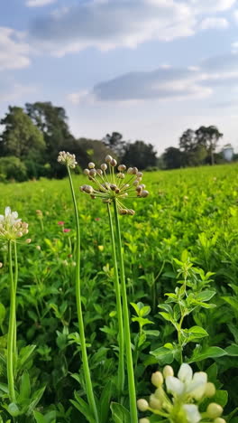 allium flower buds in a green field