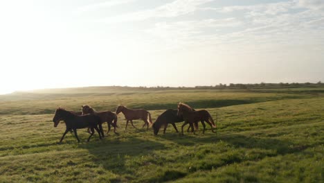 Tierthema-Und-Tierwelt.-Drohnenansicht-Wiese-Isländische-Landschaft-Bei-Sonnenuntergang-Mit-Wildpferdherde-Im-Trab.-Vogelperspektive-Auf-Wildpferde,-Die-Im-Isländischen-Hochland-Weiden.-Freiheitskonzept