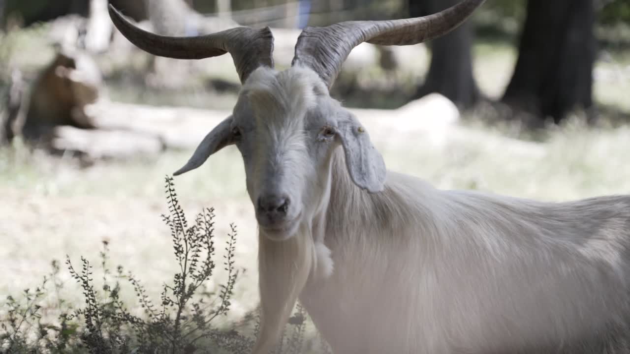 Billy goat stares alertly into camera
