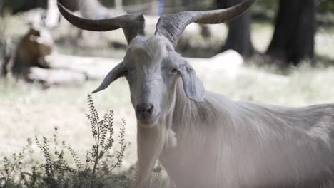 billy goat stares alertly into camera