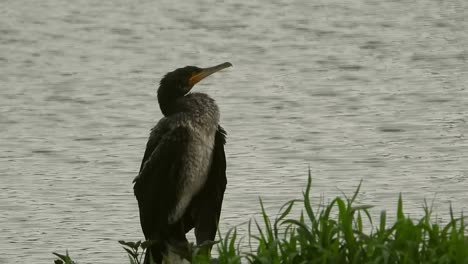 Niedlicher-Und-Ruhiger-Vogel,-Der-Im-Gras-An-Einer-Szene-Mit-Fluss-Im-Hintergrund-Sitzt