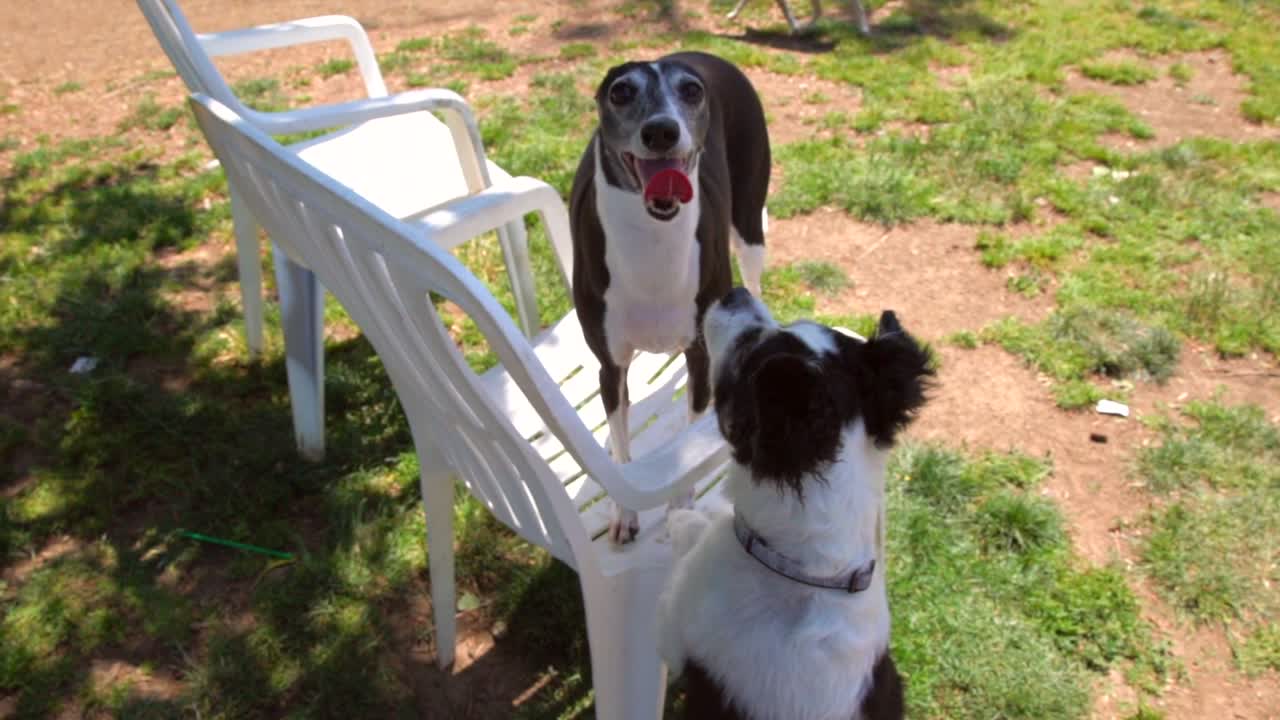 개 공원에서 이탈리아 그레이하운드와 놀고 있는 개