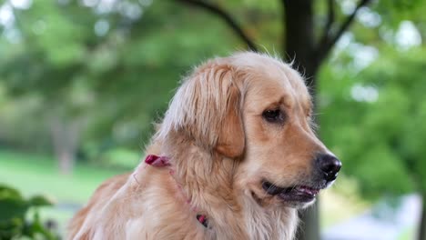 golden retriever dog sitting outside. pets theme