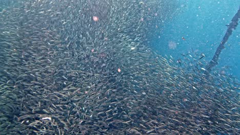 Ein-Riesiger-Sardinenschwarm-Schwimmt-Herum-Und-Bildet-Prächtige-Muster