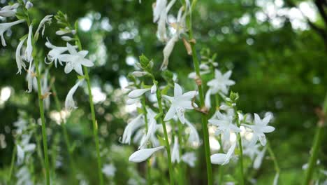 white flower string moving with wind park