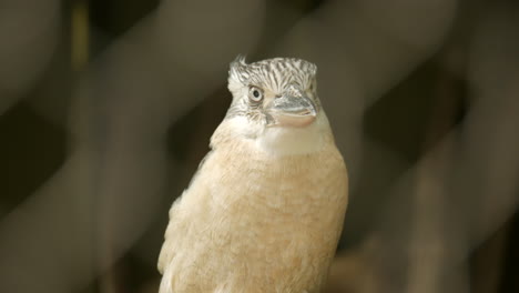 kookaburra australiano nativo dentro de un santuario de vida silvestre