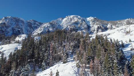 Drone-shot-of-tall-green-pine-trees-on-the-side-of-a-mountain-in-Colorado