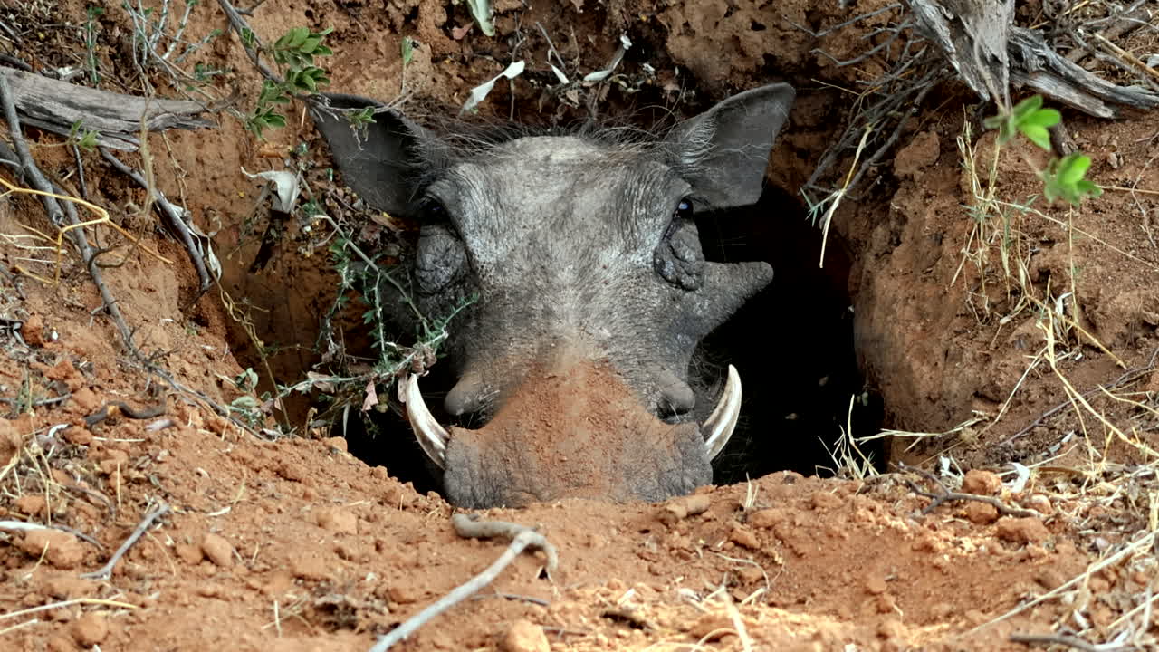 Frontal view as big adult common warthog reverses vigilantly into its burrow