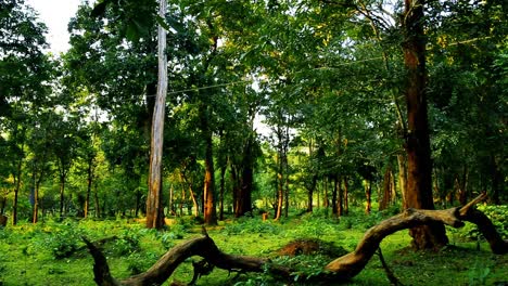 vista de ángulo amplio de árboles altos en un denso bosque