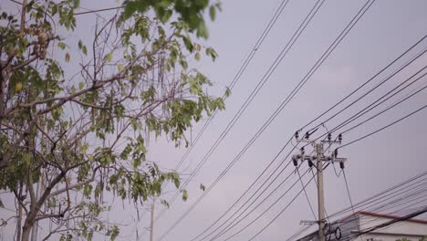 cityscape with power lines and trees