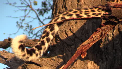 close-up of a leopard's tail wagging against a natural african nature background