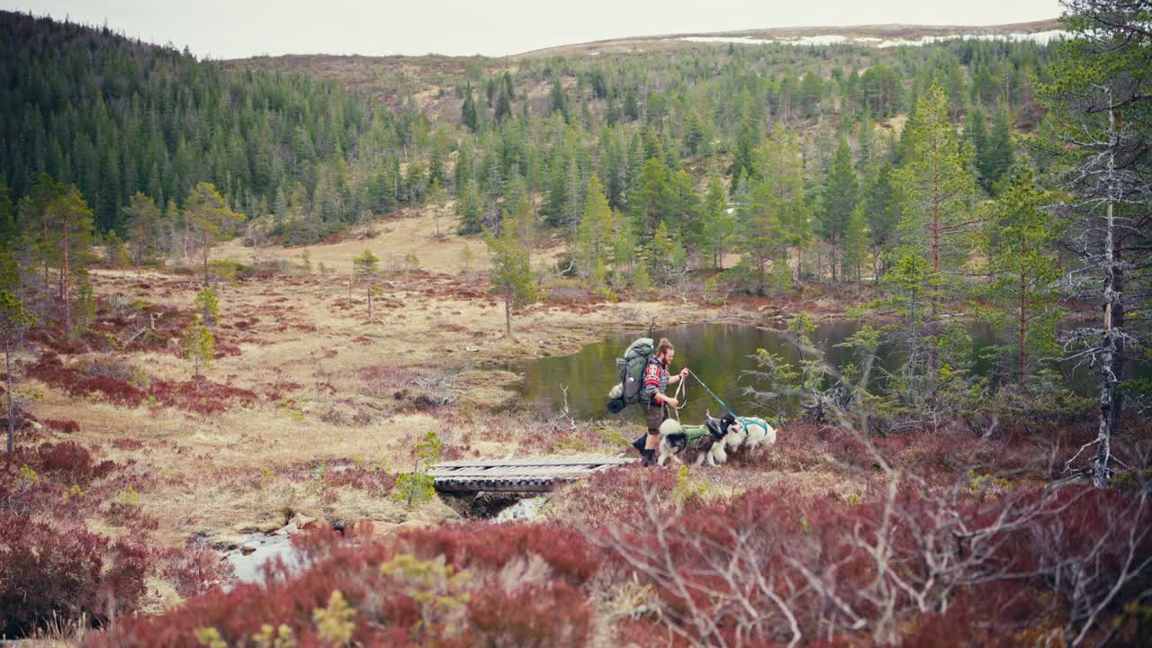 Hiker Walking With His Dogs In Åfjord, Norway - Wide Shot