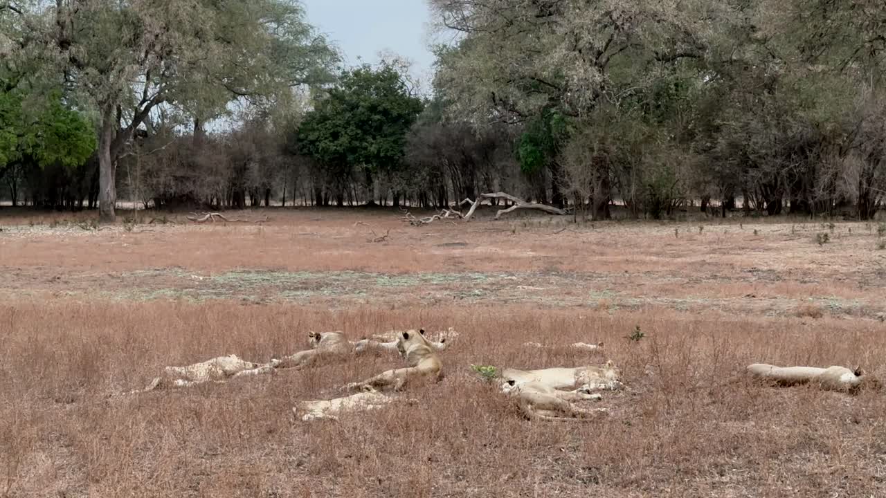 테라 레오 (panthera leo) 는 잠비아의 루앙가 국립공원 (south luangwa national park) 에 서식한다.