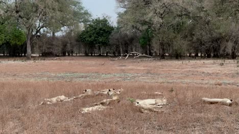 lions (panthera leo) in south luangwa national park. zambia.