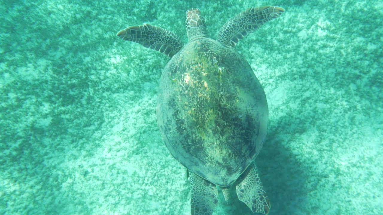 Sea turtle swimming underwater