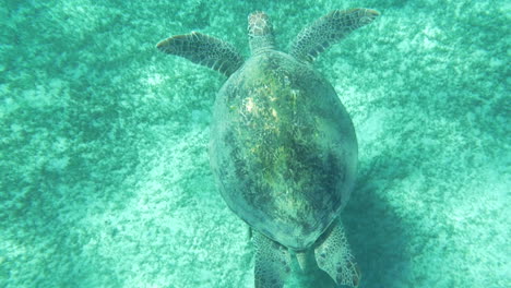 Tortuga-Marina-Nadando-Bajo-El-Agua