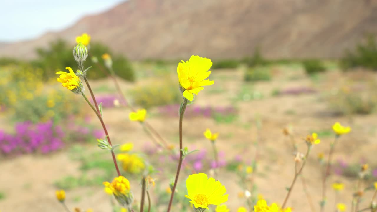 바람에 날아다니는 노란색 사막 꽃의 클로즈업 은 배경에는 산과 다른 색의 꽃이 있습니다.