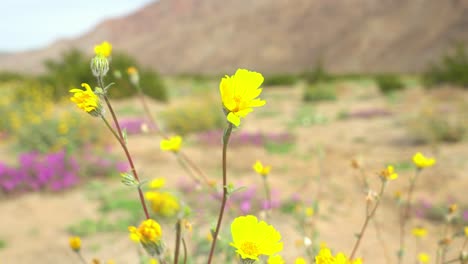 Nahaufnahme-Einer-Gelben-Wüstenblume,-Die-Im-Wind-Weht,-Mit-Bergen-Und-Anderen-Verschiedenfarbigen-Blumen-Im-Hintergrund